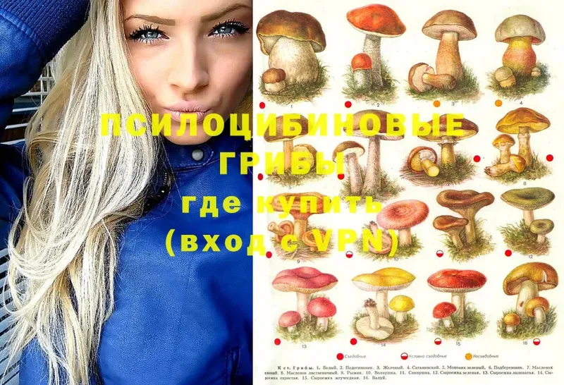 Псилоцибиновые грибы Psilocybe Аркадак